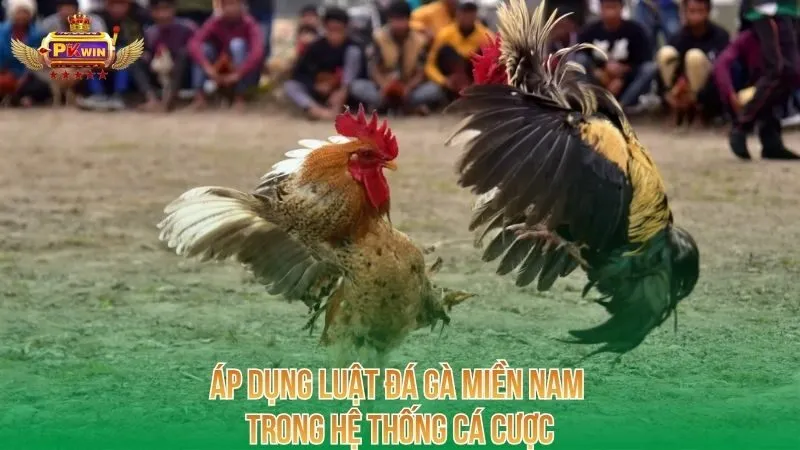 ap-dung-luat-da-ga-mien-nam-trong-he-thong-ca-cuoc