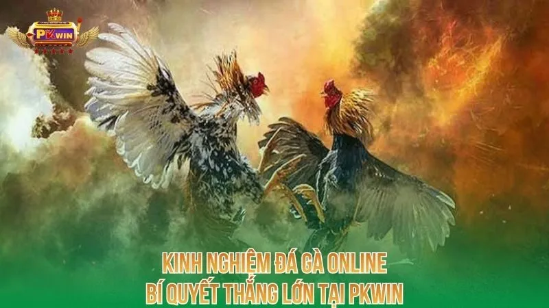 kinh-nghiem-da-ga-online-bi-quyet-thang-lon-tai-pkwin
