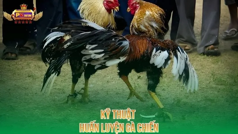 ky-thuat-huan-luyen-ga-chien