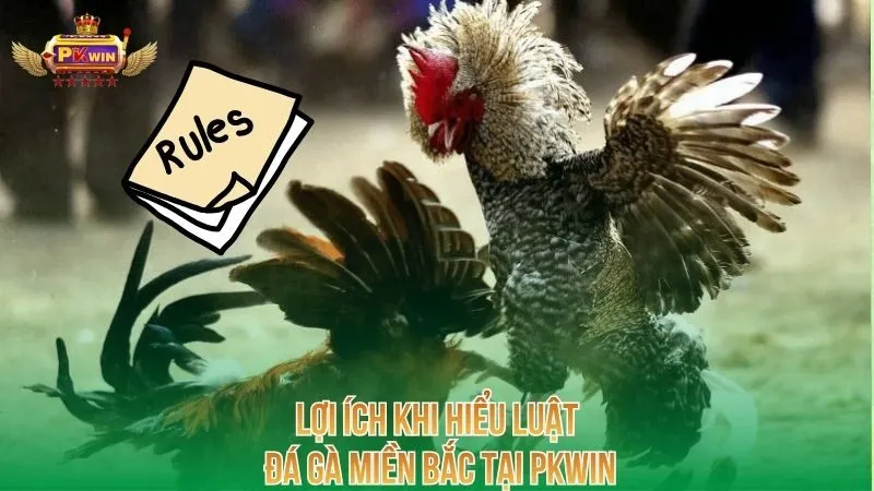 loi-ich-khi-hieu-luat-da-ga-mien-bac-tai-pkwin