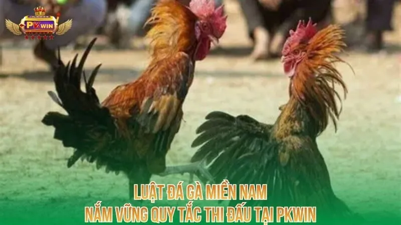 luat-da-ga-mien-nam-nam-vung-quy-tac-thi-dau-tai-pkwin