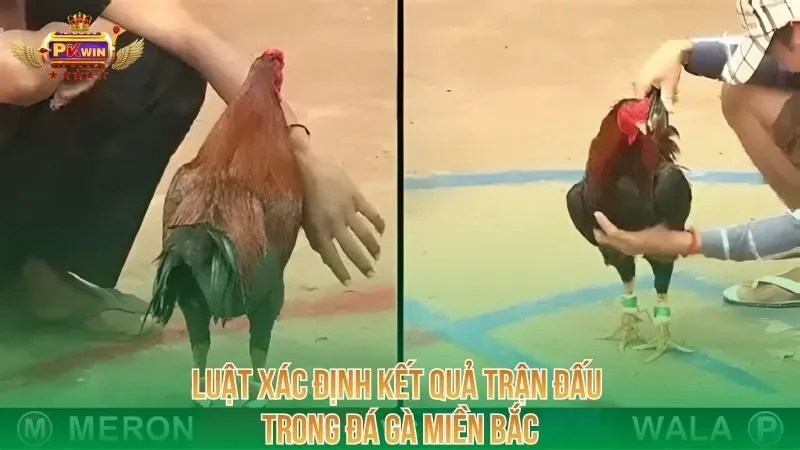 luat-xac-dinh-ket-qua-tran-dau-trong-da-ga-mien-bac