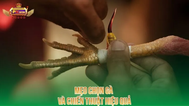 meo-chon-ga-va-chien-thuat-hieu-qua