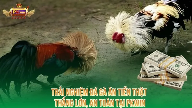 trai-nghiem-da-ga-an-tien-that-thang-lon-an-toan-tai-pkwin