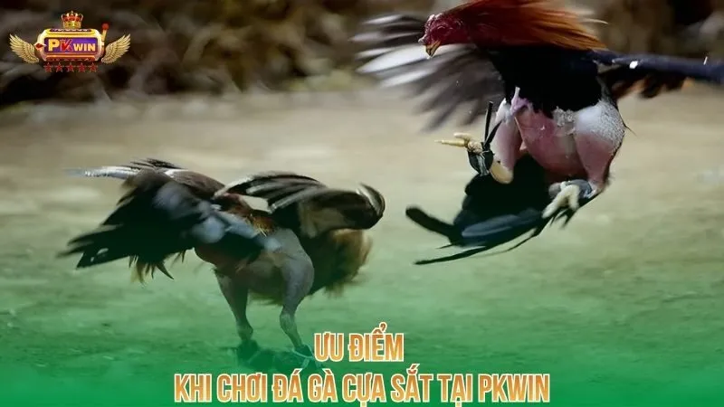 uu-diem-khi-choi-da-ga-cua-sat-tai-pkwin